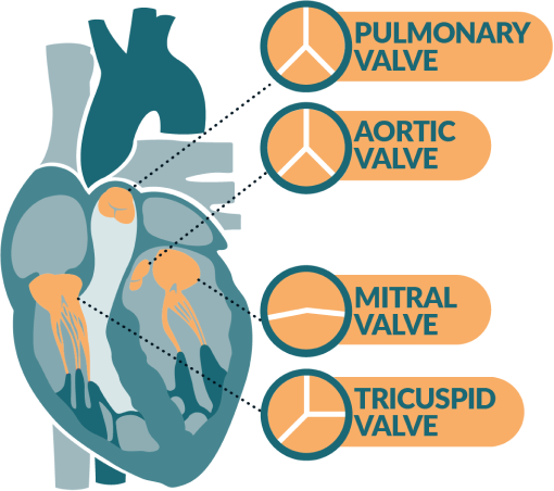 Diagram of the four valves of the heart: pulmonary valve, aortic valve, mitral valve, and tricuspid valve