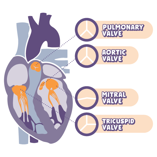 Diagram showing the four valves of the heart: pulmonary, aortic, mitral, and tricuspid